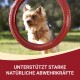 Ein flauschiger Yorkshire Terrier schaut durch einen roten Gummiring im Gras, mit dem Text darunter: "Unterstützt starke natürliche Abwehrkräfte."