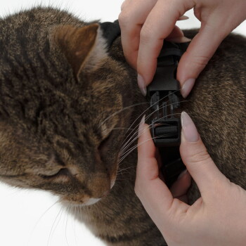 Eine getigerte Katze mit einem schwarzen Geschirr und einer Leine, die vor einem weißen Hintergrund sitzt und neugierig in die Kamera schaut.