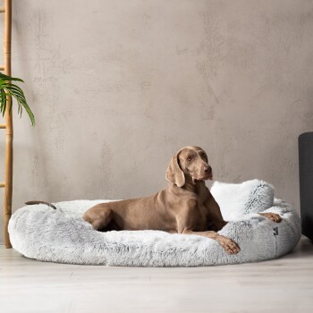 Ein entspannter brauner Hund, der auf einem plüschigen, runden grauen Hundebett in einem modernen Raum mit einem hellen Boden und einer nahegelegenen grünen Pflanze liegt.