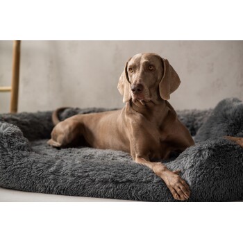 Ein hellbrauner Hund liegt bequem auf einem plüschigen grauen Haustierbett, mit einem neutralen Hintergrund und einem teilweise sichtbaren Holzrahmen.