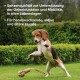 Ein verspielter Beagle springt in einem grasbewachsenen Garten und hält ein Seilspielzeug. Text auf dem Bild hebt die Gelenkunterstützung für aktive und ältere Hunde hervor.