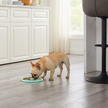 Ein hellbrauner Französischer Bulldogge, der aus einem türkisfarbenen Hundenapf auf einem Holzboden frisst, mit einem hellen Küchenhintergrund.