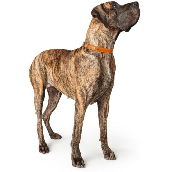Ein großer gestromter Dogge steht aufrecht, trägt ein oranges Halsband und schaut nach oben vor einem weißen Hintergrund.