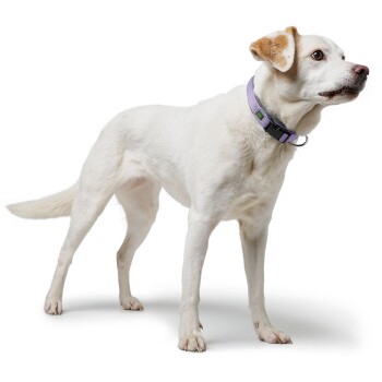 Ein weißer Hund steht aufrecht, trägt ein lila Halsband mit einer schwarzen Schnalle. Der Hintergrund ist rein weiß, was den Hund betont.