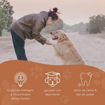 Eine Person spielt mit einem Golden Retriever im Freien, hebt Vorteile hervor: steigert die Intelligenz, ideal zum Apportieren und reinigt die Zähne.