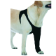 Ein hellfarbener Hund trägt ein schwarzes Haustierhemd, das für Komfort und Stil entworfen wurde, und zeigt seinen Vorderlauf und Halsbereich.