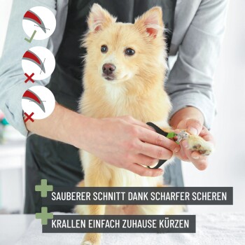 Eine Person schneidet die Nägel eines flauschigen goldenen Hundes mit einer Schere, mit deutschem Text zu den richtigen Schneidetechniken.