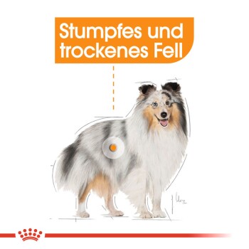Illustration eines Hundes mit dem Text "Stumpfes und trockenes Fell", der stumpfes und trockenes Fell anzeigt, mit einem hervorgehobenen Bereich an der Seite des Hundes.