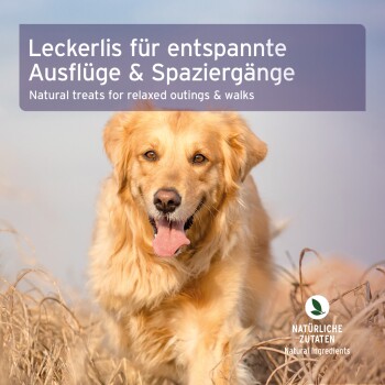 Natürliche Hundeleckerlis für entspannte Ausflüge und Spaziergänge, mit einem Golden Retriever auf einem grasbewachsenen Feld.