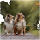 Zwei flauschige, gut gepflegte Hunde mit orangefarbenen Stiefeln stehen auf einem Kiesweg und schauen aufmerksam auf eine Person, die eine Leine hält.