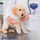 Un vétérinaire en blouse blanche tient un chiot golden retriever sur une table, avec un logo ADAPTIL indiquant une recommandation vétérinaire.
