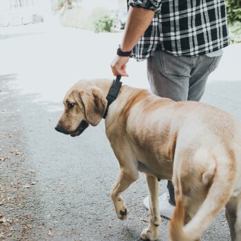 Eine Person in einem schwarz-weißen karierten Hemd führt einen großen, tanfarbenen Hund an der Leine entlang einer ruhigen Straße.