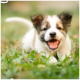 Verspielter weiß-brauner Welpe liegt im grünen Gras, mit offenem Maul zur Kamera.