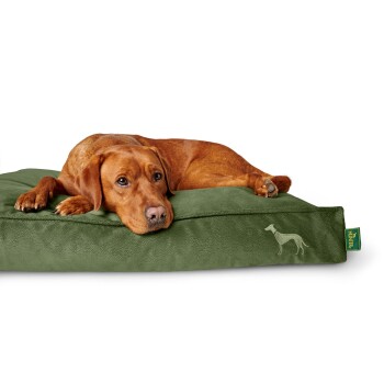 Ein entspannter brauner Hund liegt auf einem grünen Hundebett, das eine subtile graue Silhouette eines Greyhounds an der Seite zeigt.