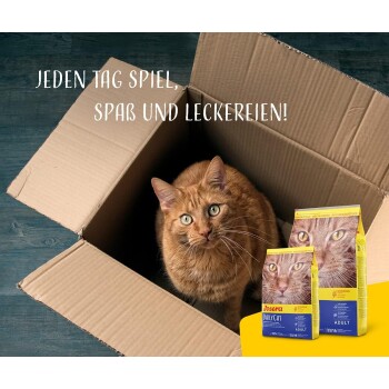 Eine orange Katze schaut aus einem Karton neben zwei Tüten Josera DailyCat Futter. Text: "Jeden Tag Spiel, Spaß und Leckereien!"