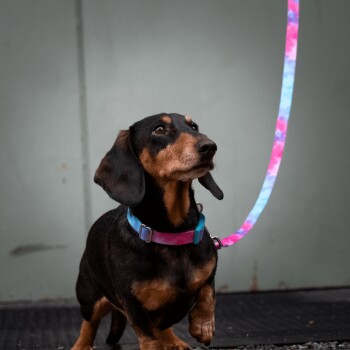 Ein schwarzer und brauner Dackel trägt ein farbenfrohes Halsband und eine Leine und schaut mit einem neugierigen Ausdruck vor einem gedämpften grünen Hintergrund nach oben.