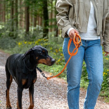 Person in Jeans hält eine orangefarbene Leine und führt einen schwarz-braunen Dobermann auf einem bewaldeten Kiesweg.