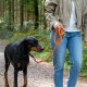 Person in Jeans hält eine orangefarbene Leine und führt einen schwarz-braunen Dobermann auf einem bewaldeten Kiesweg.