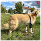 Hellbrauner Hund trägt eine schwarze Beinorthese und ein orangefarbenes Halsband, steht auf Gras mit Häusern und Bäumen im Hintergrund.