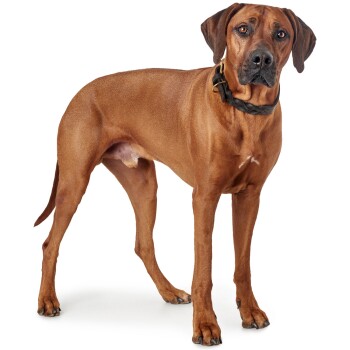 Ein brauner Hund steht aufrecht und zeigt seinen muskulösen Körperbau und sein glänzendes Fell, trägt ein schwarzes geflochtenes Halsband.