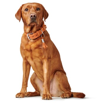 Ein sitzender goldbrauner Hund trägt ein stilvolles oranges Halsband mit einem Quast und zeigt sein glänzendes Fell und seine aufmerksame Haltung.
