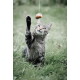 Grau getigerte Katze im Gras, die mit der Pfote an einem an einer Schnur hängenden Leckerbissen spielt und aufmerksam nach oben schaut.