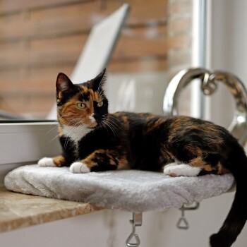 Eine dreifarbige Katze mit grünen Augen ruht auf einem weichen grauen Haustierbett am Fenster und schaut neugierig nach draußen.