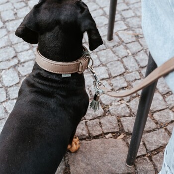 Schwarzer Hund von oben gesehen, trägt hellbraunes Lederhalsband und Leine auf Kopfsteinpflaster; Halsband mit kleinem Etikett und unleserlichem Text.