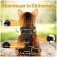 Eine braune Katze in einem schwarzen Geschirr mit reflektierenden Riemen, sicheren Schnallen und einem D-Ring. Der Text sagt "Abenteuer in Sicherheit."