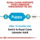 Royal Canin graphic promoting Labrador dog food, indicating transition from Puppy (2 months) to Adult (15 months) with a recommendation to switch.