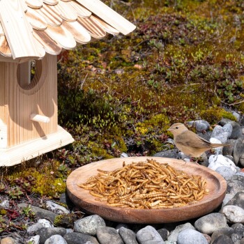 Ein kleiner brauner Vogel steht neben einem Holzbrett, das mit Mehlwürmern gefüllt ist, in der Nähe eines Vogelhauses auf einem moosigen Boden mit Steinen.