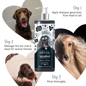 Eine Flasche Bugalugs Best in Breed Shampoo mit aktivierter Kohle, mit drei Schritten zur Anwendung: auftragen, massieren und ausspülen.