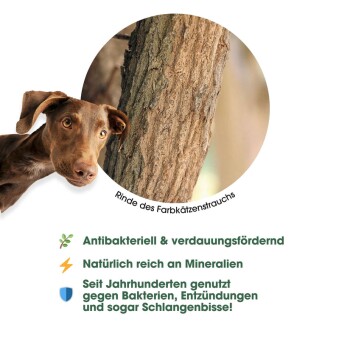 Ein brauner Hund schaut neugierig auf einen strukturierten Baumstamm mit Notizen zu seinen antibakteriellen Eigenschaften und historischen Verwendungen.
