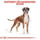 Illustration eines Boxerhundes mit Maßen, betitelt "Sortiment für Rassehunde: Boxer" in fettem roten Text oben.