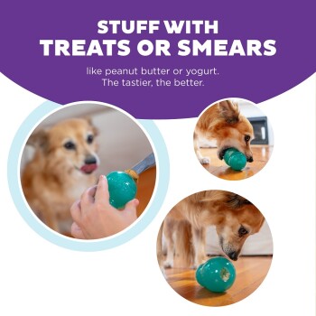 Ein verspielter Hund leckt an einem grünen Leckerli-spendenden Spielzeug, mit einem Text, der vorschlägt, es mit schmackhaften Leckereien wie Erdnussbutter oder Joghurt zu füllen.