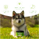 Ein Hund sitzt auf grünem Gras mit einem Glas Leckerlis mit der Aufschrift "KOT & GRASFREI LECKERLI" davor, das die Verdauungsgesundheit und normales Essverhalten fördert.