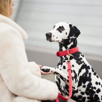 Ein schwarz-weißer Dalmatiner sitzt aufmerksam, trägt ein leuchtend rotes Halsband und eine Leine, während eine Person sanft seine Pfote hält.