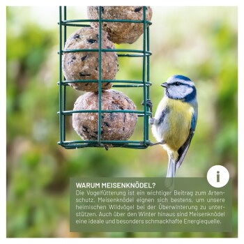 Eine Blaumeise, die auf einem Futterspender sitzt und Fettbällchen hält, mit Text, der die Bedeutung der Fütterung von Wildvögeln für den Naturschutz erklärt.