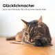 Nahaufnahme einer getigerten Katze, die sich das Pfote leckt, während sie auf einem Holzboden liegt, mit einem Kauknochen in der Nähe.
