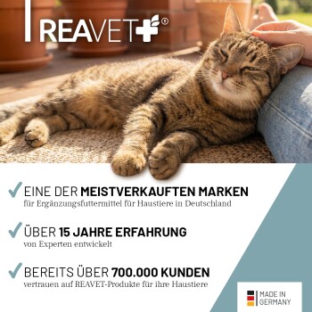 Eine flauschige graue Katze entspannt sich auf einem Feld mit grünem Gras und Wildblumen, mit kleinen gelben und weißen Blüten, die verstreut sind.