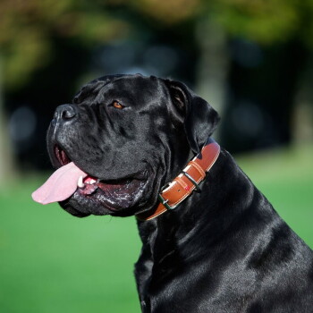 Grote zwarte mastiff-achtige hond met een bruine leren halsband, hijgend op een onscherp groen gazon.