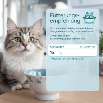 Eine flauschige grau-weiße Katze sitzt neben einer dekorativen Futterschüssel mit Fütterungsempfehlungen auf Deutsch.