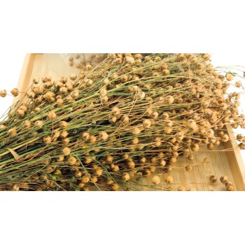 Eine Nahaufnahme von getrockneten Leinsamenstängeln mit goldenen Samenkapseln, auf einem Holztablett angeordnet, die ihre natürliche Textur zeigt.