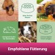 Pflegeanweisungen für Meerschweinchen: "Frisches Wasser", "Genug Heu bereitstellen" und "Frisches Futter zweimal täglich anbieten", mit Meerschweinchen, die fressen und trinken.