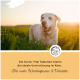 Ein Seniorhund, der bei Sonnenuntergang auf einem grasbewachsenen Feld läuft, mit einem Text, der "Senior Vital Tablets" für ideale Unterstützung im Alter bewirbt.