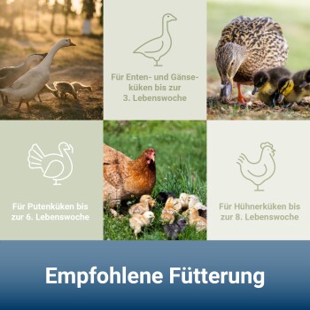 Gänse, Ente und Henne mit Küken; deutscher Header 'Empfohlene Fütterung' mit Altersangaben: Enten/Gänse 3, Puten 6, Hühner 8.