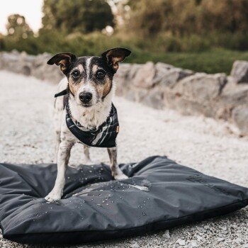 Ein kleiner Hund, der ein kariertes Geschirr trägt, steht auf einer großen, dunkelgrauen Haustiermatte mit Wassertropfen darauf, vor einem natürlichen Hintergrund.