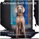 Ein sitzender Hund trägt ein Lederhalsband und eine Leine, mit dem Text "Vertrauen durch Qualität" und "TÜV-zertifizierte Sicherheit" deutlich sichtbar.