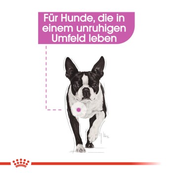 Boston Terrier läuft mit Text darüber: "Für Hunde, die in einem unruhigen Umfeld leben," für Hunde in stressigen Umgebungen.