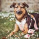 Ein brauner Hund trägt ein weißes Geschirr mit bunten Mustern und sitzt auf grünem Gras, das mit weißen Blumen übersät ist.